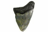 Bargain, Megalodon Tooth - North Carolina #152905-1